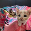 kay_catss
