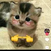 1202585258baogia