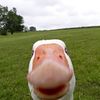 vengefulduck12