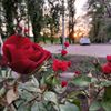 nastuha_ua