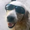 .doggo_withglasses