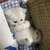 Ju💤