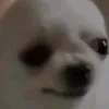 .bakej