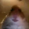 olivaep