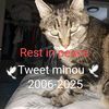 bengals_fl