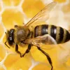 worker_bee_wow