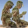 moohamadalseeeady5