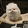 brownie_2424