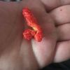 spaghetti_taco21