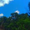 green_daun