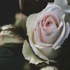 asma____19