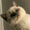 arcavia