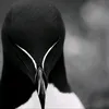 stbv_a