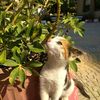 asmaahemed2