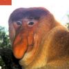 dalittlenut