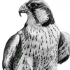 falconfalcon266