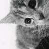 hannoo___67