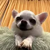netitrqbvamoqprofil