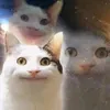 hoangtan_1075