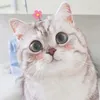 chinchin6501
