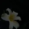 .shqiptare.0