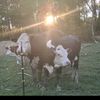 maggie_annn22