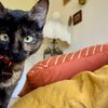 little_pitaya_cat