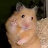 hamstermolhado10