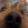 sashimitheyorkie