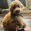 axelthegoldendudele