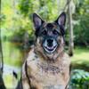 k9abby122168