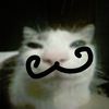 katt.xitt