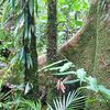 stuckinthejunglehelp