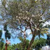 maylaaru
