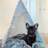 nylahthefrenchie