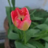 jennyfe10