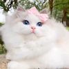 tiktok.commrsdimple4