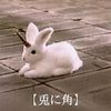 lyn_960