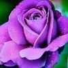 propose223