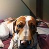 mrhuckleberry_17
