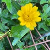 khanhngo236