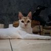 irawan_bayu14