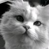 user191907070