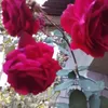 ashishchaudhary1758
