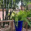 bibalaoua