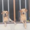 los_perritos_de_casa