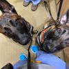 blueandmav_malinois