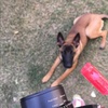 malinoisbellas_mom