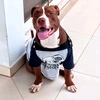 thor.pitbul