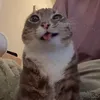 ssurze_444